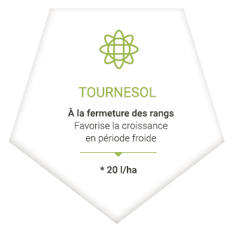 tournesol