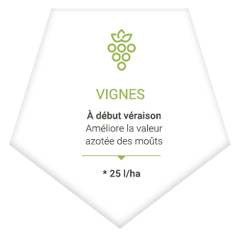 vignes