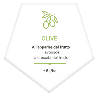 applications_it_olives